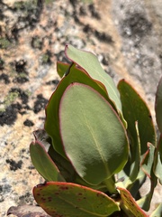 Protea recondita