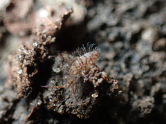 Orchesella villosa