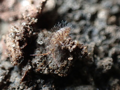 Orchesella villosa