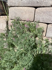 Fumaria parviflora