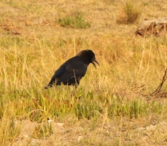 Corvus capensis capensis