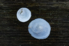 Calyptraea chinensis