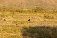 Corvus capensis capensis