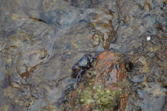 Pachygrapsus transversus