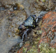 Pachygrapsus transversus