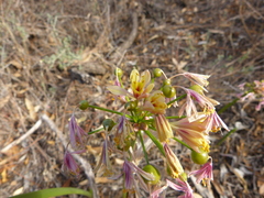 Crinum flaccidum