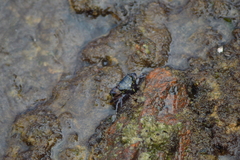 Pachygrapsus transversus