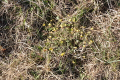 Potentilla heptaphylla