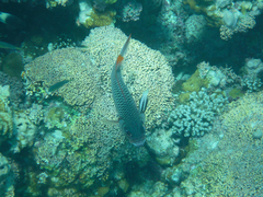 Myripristis violacea