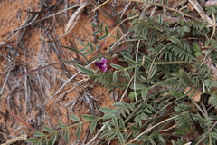Astragalus desperatus