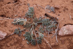 Astragalus desperatus