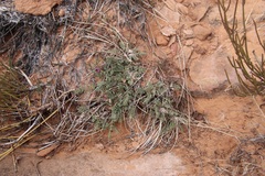 Astragalus desperatus