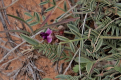 Astragalus desperatus
