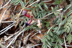Astragalus desperatus