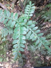 Weinmannia trichosperma