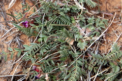 Astragalus desperatus