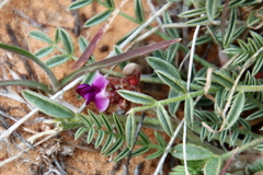 Astragalus desperatus