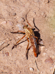 Diogmites angustipennis