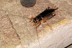 Brachytrupes