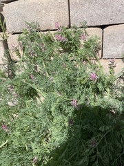 Fumaria parviflora
