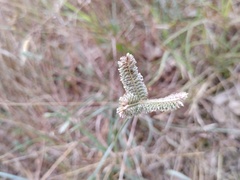 Eleusine tristachya