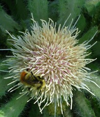Bombus centralis