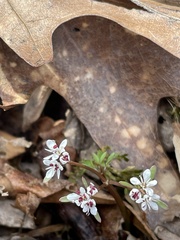 Erigenia bulbosa
