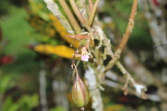 Ionopsis satyrioides
