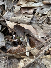 Erigenia bulbosa