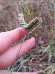 Eleusine tristachya