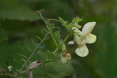 Vicia sericocarpa