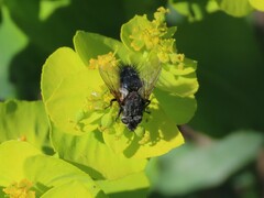 Tachinidae