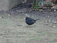Turdus merula