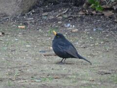Turdus merula