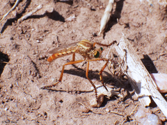 Diogmites angustipennis
