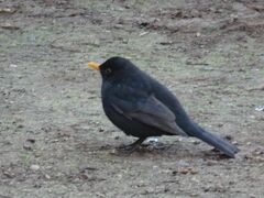 Turdus merula