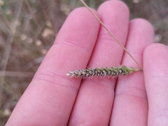 Setaria pumila