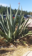 Agave