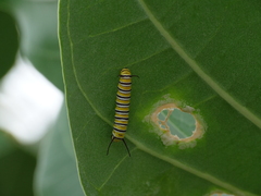 Danaus plexippus megalippe