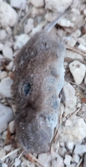 Crocidura