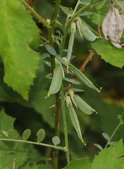 Vicia sericocarpa