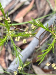 Platysace linearifolia