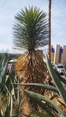 Dasylirion acrotrichum