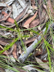 Platysace linearifolia