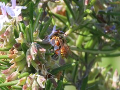Nomada
