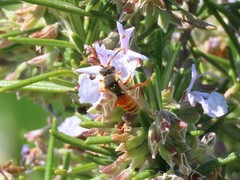 Nomada