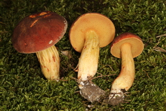 Xerocomus tenax