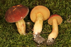 Xerocomus tenax