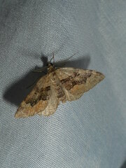 Xanthorhoe quadrifasiata
