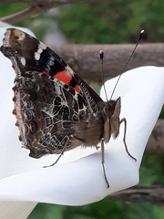 Vanessa vulcania